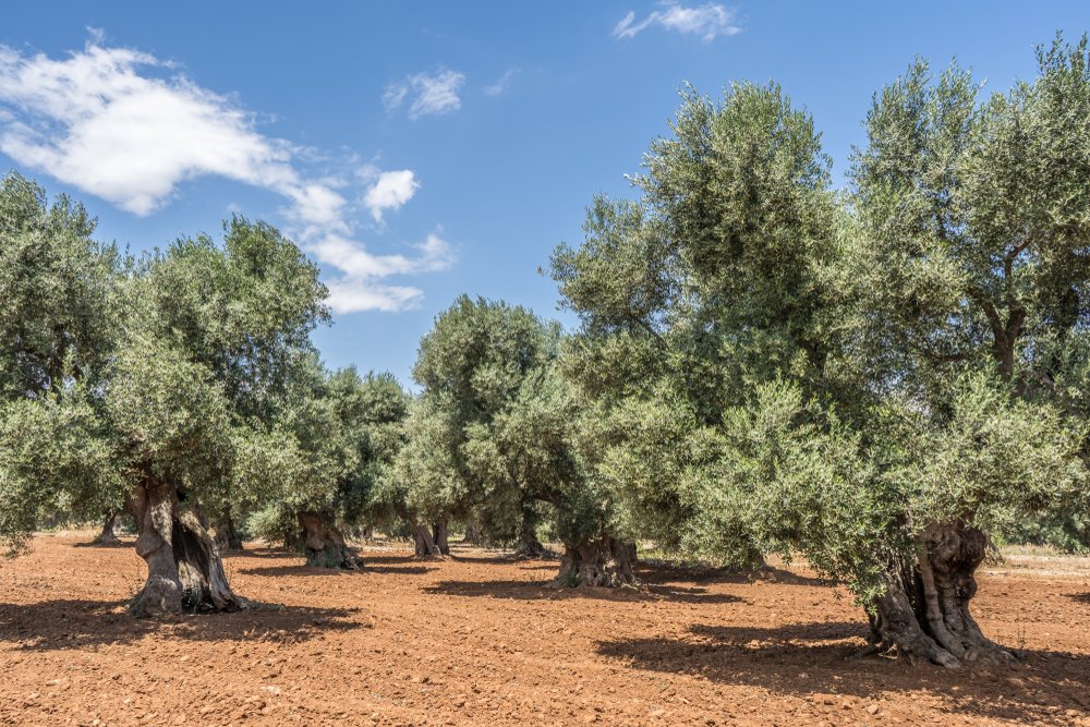 raccolta-olive-puglia-ottobre